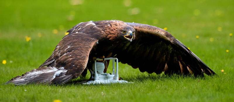 Do Birds Attack Drones